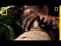 World's Largest Spider vs. Goliath vs. Tarantula
