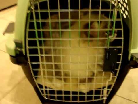 0 Petmate Kennel Sheepskin Pad   Review by Floppycats.com