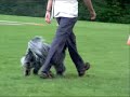 Schapendoes Odie vinder LP2 i Vejen