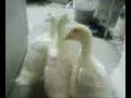 My Pet Quacker Ducks