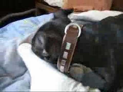pitbull attaque
