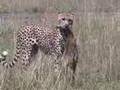 Adventures in Masai Mara