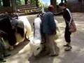 Rosanne Rides a Yak