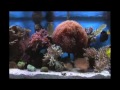 izledim: Green Fish - puanım: 7/10