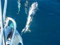 videos de Dolphins in bow wave