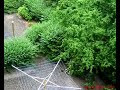 popsicle-timelapse.html