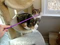 Labelle ADOPTED! Labelle ADOPTED!