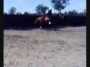 Angel of Mine - Prancer