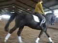 koniesportowe.org \"F\" Intermediate I FOR SALE koniesportowe.org \"F\" Intermediate I FOR SALE