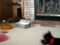videos de MOV00183
