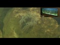 mon aquarium 2