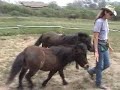 Trailer loading minis