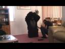 Click here to watch this video Gorilla Business