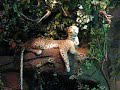 cheeta-oo.html