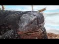 Шри-Ланка Koggala Beach варан