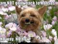 Asteio videaki!! Funny video with funny pictures!