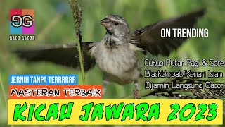 Streaming Video Suara Blackthroat Untuk Masteran Durasi Panjang Mp4