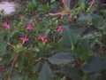 White Lined Sphinx in garden
