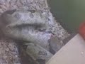 boa constrictor( wini vs amster) boa constrictor( wini vs amster)