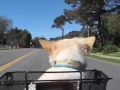 Corser goes for a bike ride in GG Park