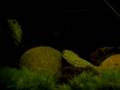 videos de Flowerhorn w/ Convicts and Severum