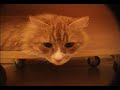 Sansui, Pink Floyd and a cat... Sansui, Pink Floyd and a cat...