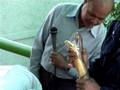 King Cobra at Red Cross Snake Farm, Bangkok
