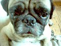 Sad Pug Sad Pug