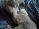 Wafer cat and waky kitten being clean blue british shorthair
