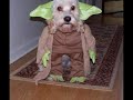 Why Dogs Hate Halloween