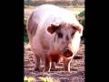 Michael Hurley & The Chabs : Hog Of The Forsaken