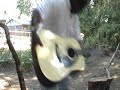 environment man sings and plays kum ba ya in the garden of nede.