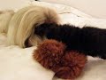 Dudu? bawi si? z Liszk? Dudu? bawi si? z Liszk?