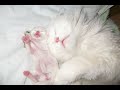 Cute White Persian Cat with Her Kittens! Princes is pregnant Cute White Persian Cat with Her Kittens! Princes is pregnant