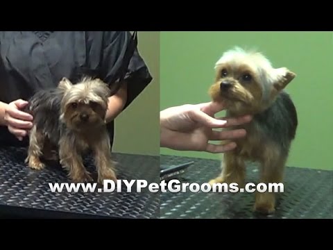 How to Groom A Yorkshire Terrier \