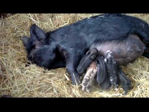 [Priscilla and piglets]