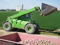 Plantation des pommes ( chantier n�1 )