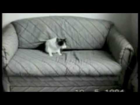Imagen de previsualización de YouTube