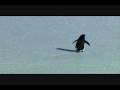 Lonely Deranged Penguin