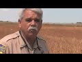 Imperial County Dove Season Opens
