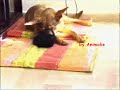 Sheba e Negrito