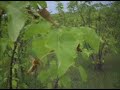Jatropha carcus Selection Jatropha carcus Selection