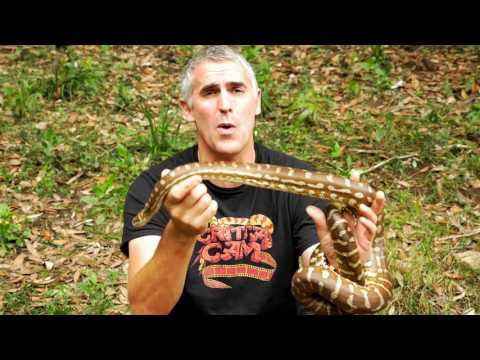 YouTube reptile video