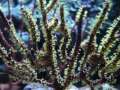 Gorgone Rouge polypes jaune Menella
