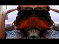 videos de buddha kitty kat teal