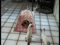 attack of the tent.html