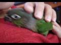 videos de Green Cheek Conure