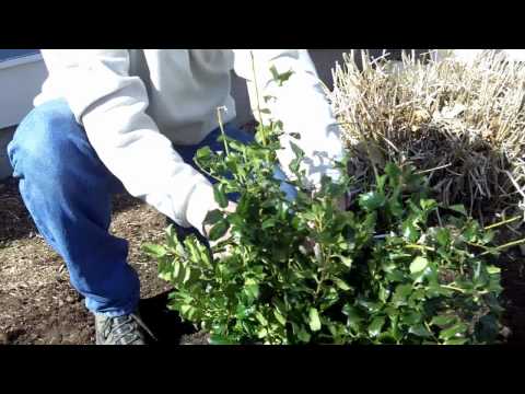 how to care tulsi plant in winter