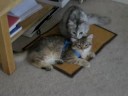 my kittens sitting together. sophie was licking sammies head. he's got his harness on still, just enjoying it. then sophie runs off to lick herself... in the butt area.. good thing she licked sammies head first.. perhaps i shall stop kissing the kittens!