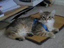 my kittens sitting together. sophie was licking sammies head. he's got his harness on still, just enjoying it. then sophie runs off to lick herself... in the butt area.. good thing she licked sammies head first.. perhaps i shall stop kissing the kittens!